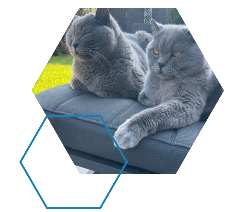 Cats